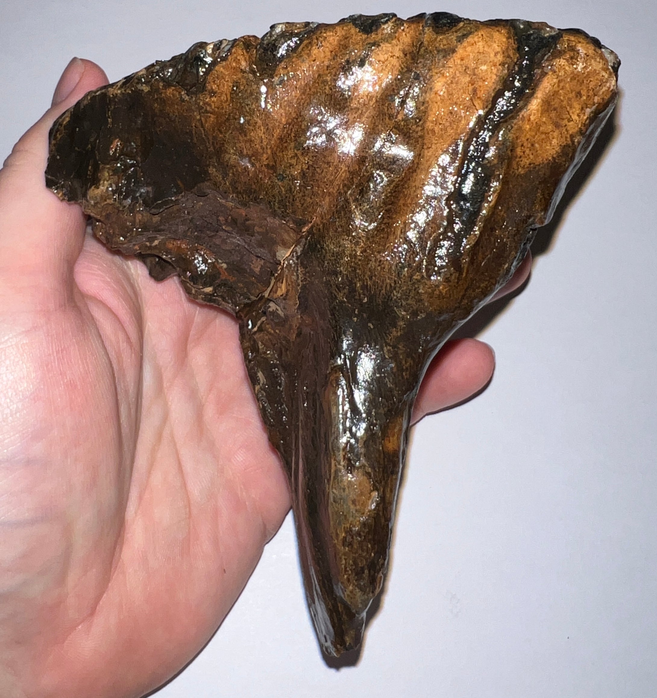 Ice Age Fossil Woolly Mammoth Molar 4.76 Inches from Siberia
