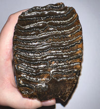 Load image into Gallery viewer, Ice Age Fossil Woolly Mammoth Molar 4.76 Inches from Siberia

