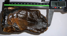 Load image into Gallery viewer, Ice Age Fossil Woolly Mammoth Molar 4.76 Inches from Siberia
