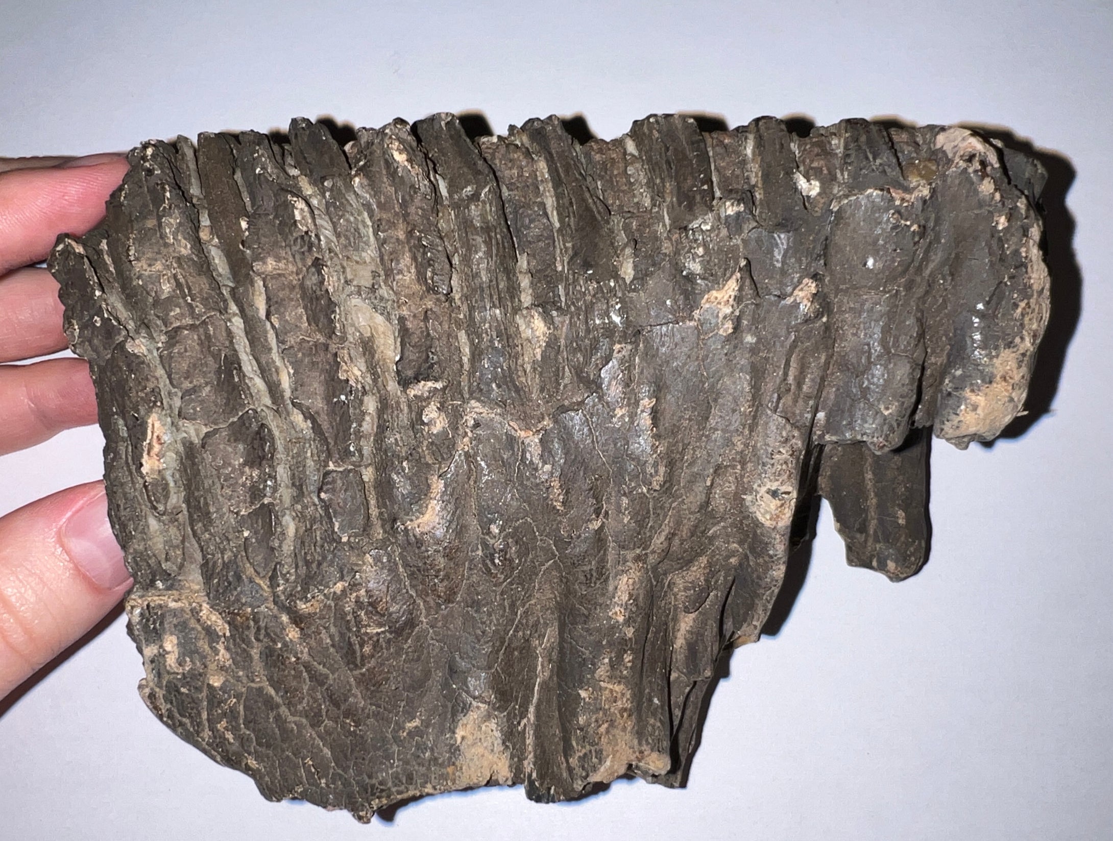 Ice Age Fossil Woolly Mammoth Molar 6.47 Inches from Siberia