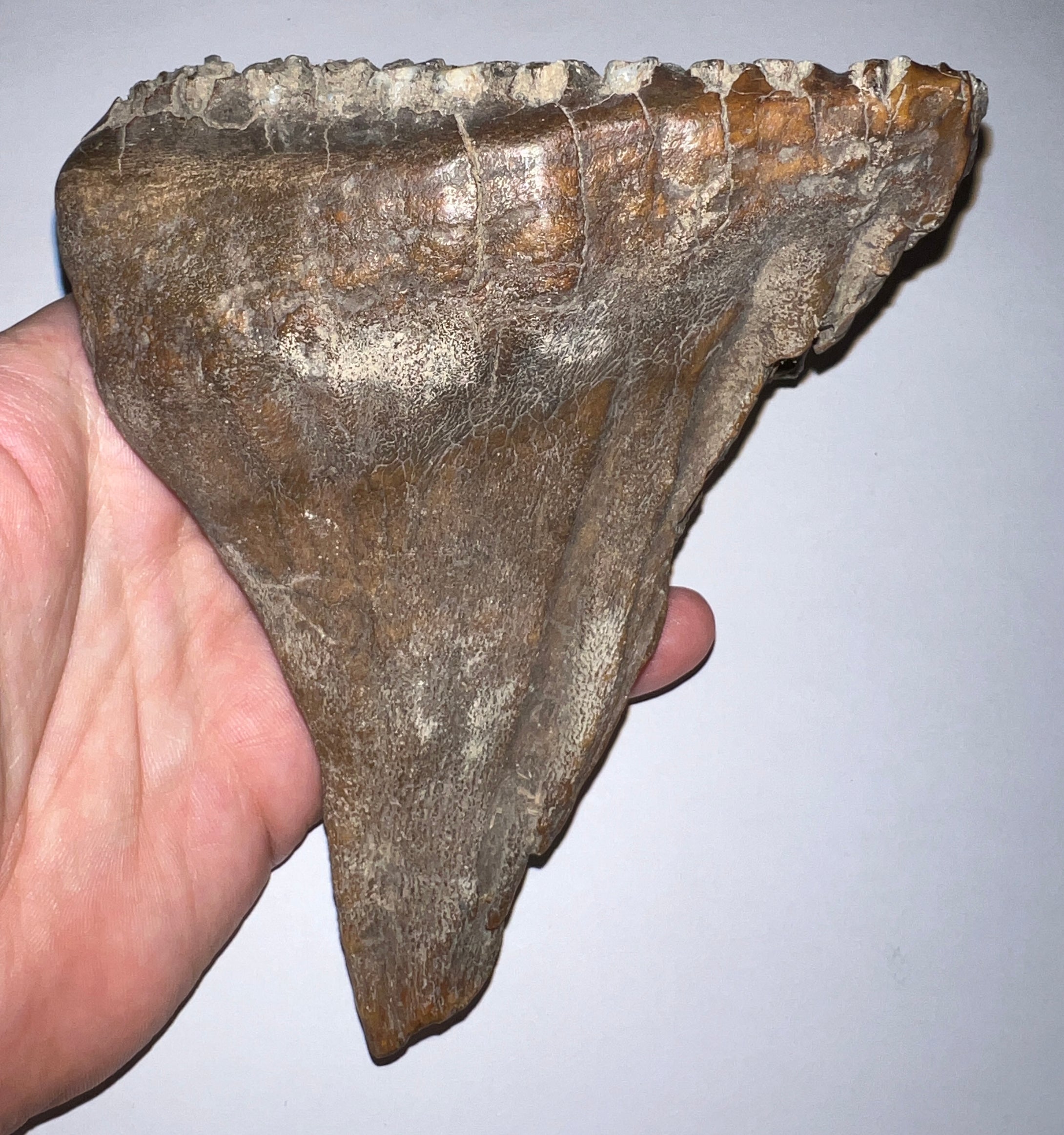 Ice Age Fossil Woolly Mammoth Molar 5.53 Inches from Siberia