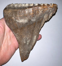 Load image into Gallery viewer, Ice Age Fossil Woolly Mammoth Molar 5.53 Inches from Siberia
