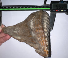 Load image into Gallery viewer, Ice Age Fossil Woolly Mammoth Molar 5.53 Inches from Siberia

