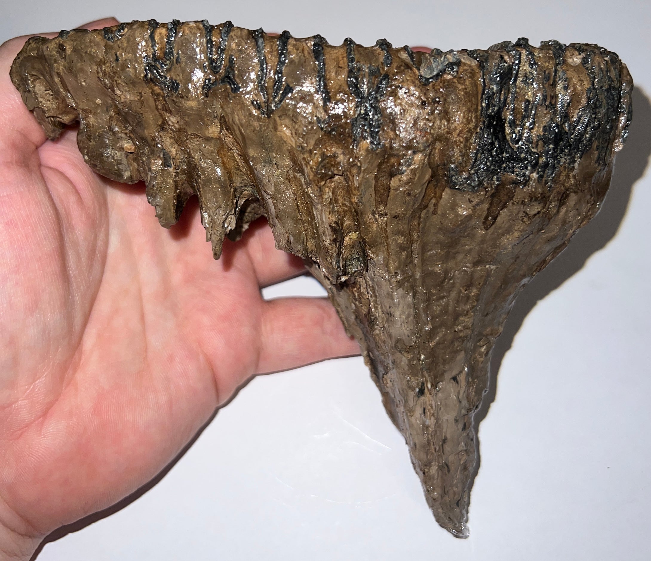 Ice Age Fossil Woolly Mammoth Molar 5.87 Inches from Siberia