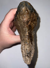Load image into Gallery viewer, Ice Age Fossil Woolly Mammoth Molar 5.87 Inches from Siberia
