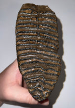 Load image into Gallery viewer, Ice Age Fossil Woolly Mammoth Molar 5.87 Inches from Siberia
