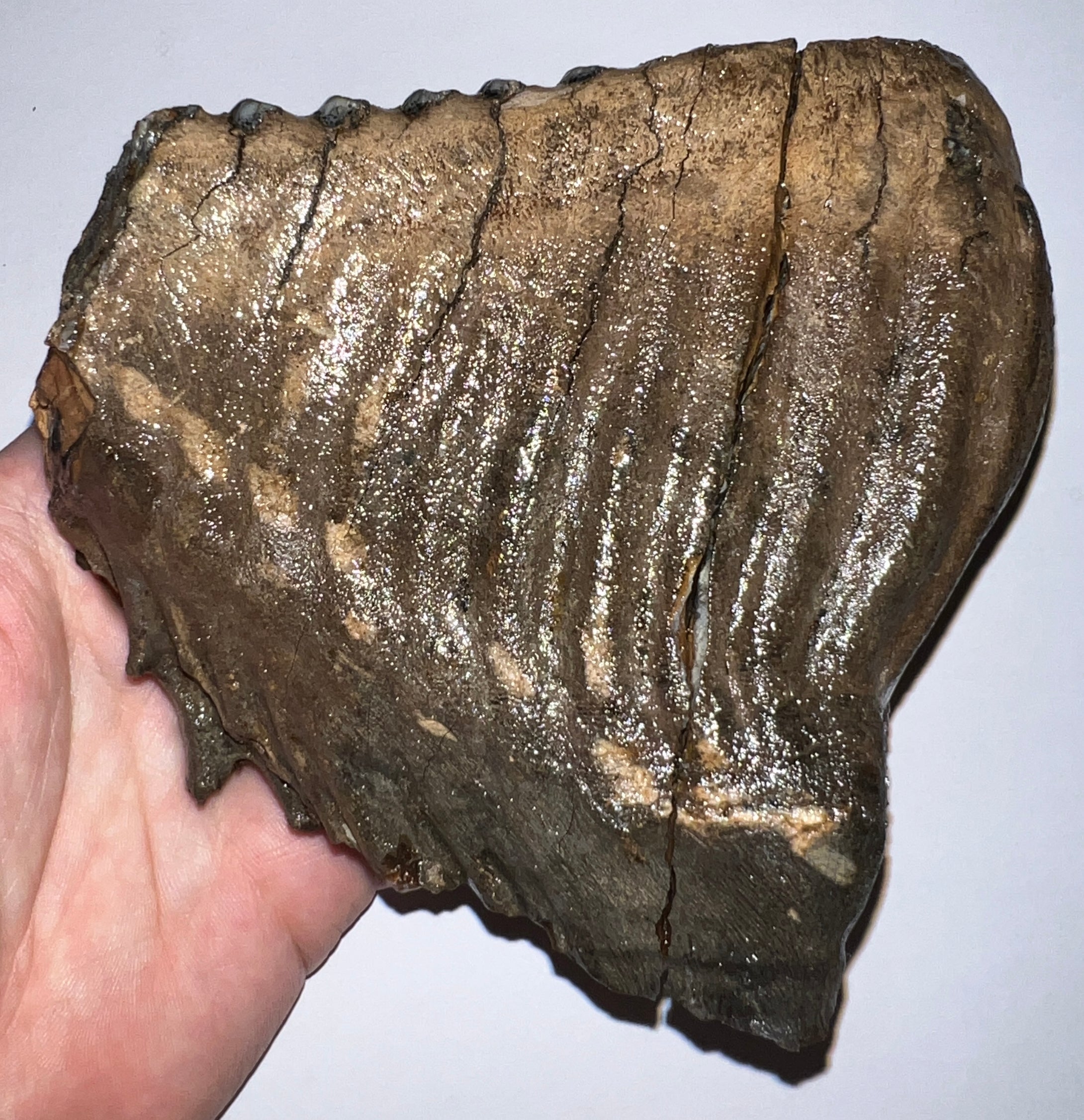 Ice Age Fossil Woolly Mammoth Molar 5.34 Inches from Siberia