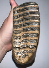 Load image into Gallery viewer, Ice Age Fossil Woolly Mammoth Molar 5.34 Inches from Siberia
