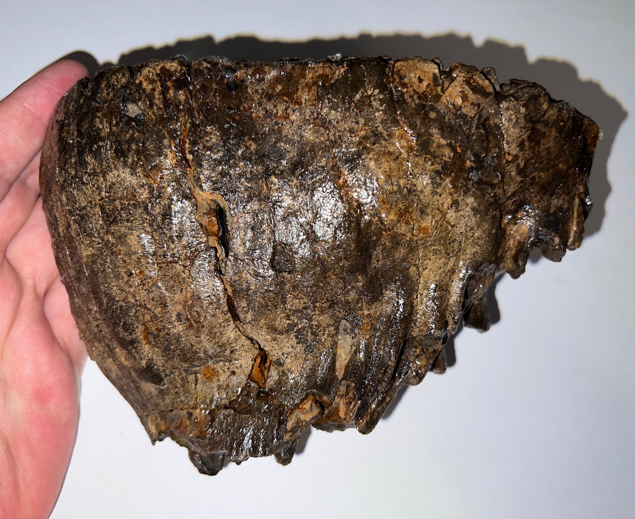Ice Age Fossil Woolly Mammoth Molar 6.96 Inches from Siberia