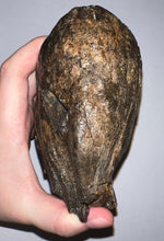 Load image into Gallery viewer, Ice Age Fossil Woolly Mammoth Molar 6.96 Inches from Siberia
