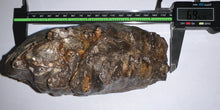 Load image into Gallery viewer, Ice Age Fossil Woolly Mammoth Molar 6.96 Inches from Siberia
