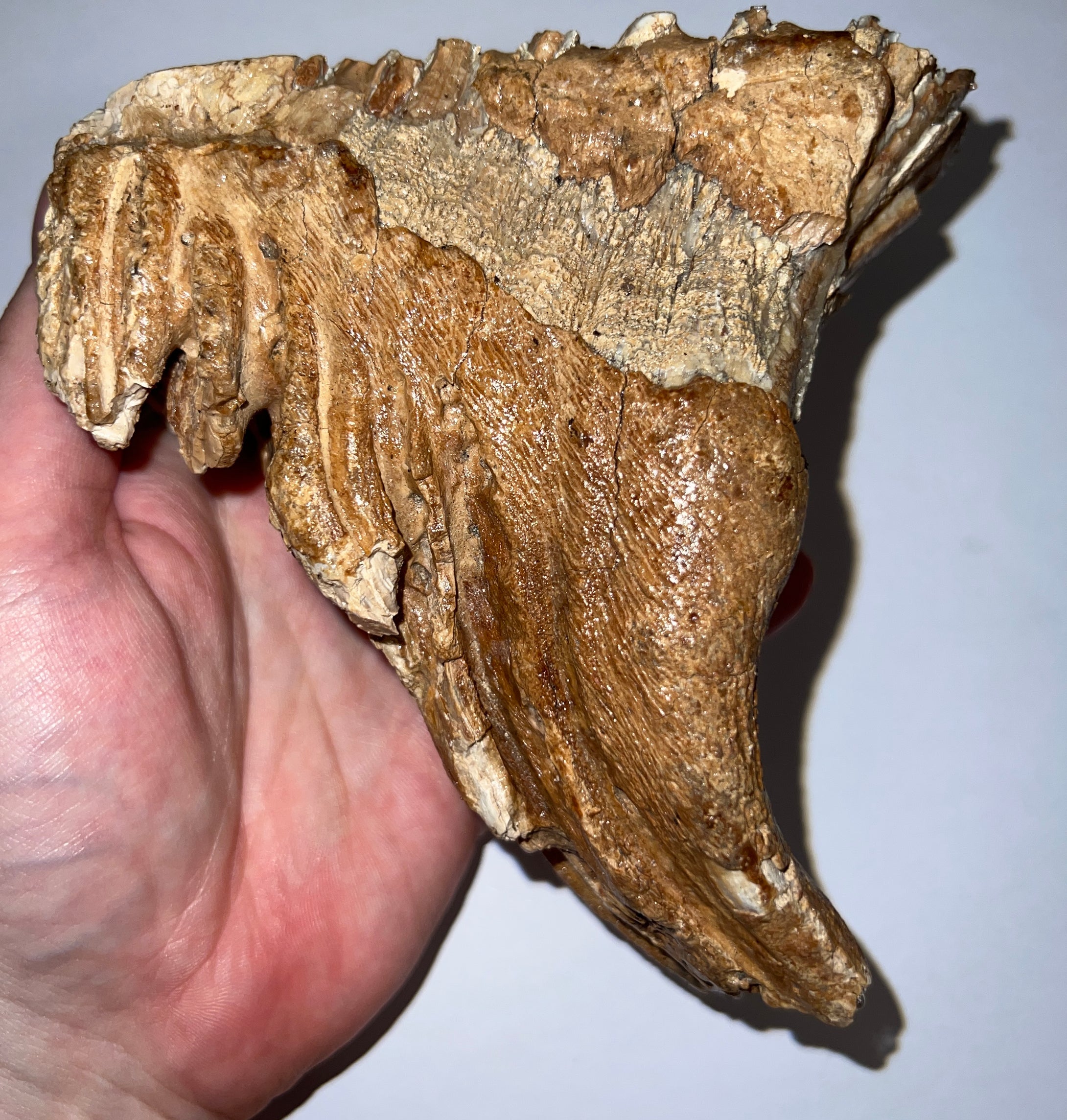 Ice Age Fossil Woolly Mammoth Molar 5.52 Inches from Siberia