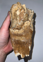 Load image into Gallery viewer, Ice Age Fossil Woolly Mammoth Molar 5.52 Inches from Siberia
