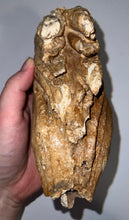 Load image into Gallery viewer, Ice Age Fossil Woolly Mammoth Molar 5.52 Inches from Siberia
