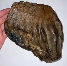Load image into Gallery viewer, Ice Age Fossil Woolly Mammoth Molar 6.53 Inches from Siberia
