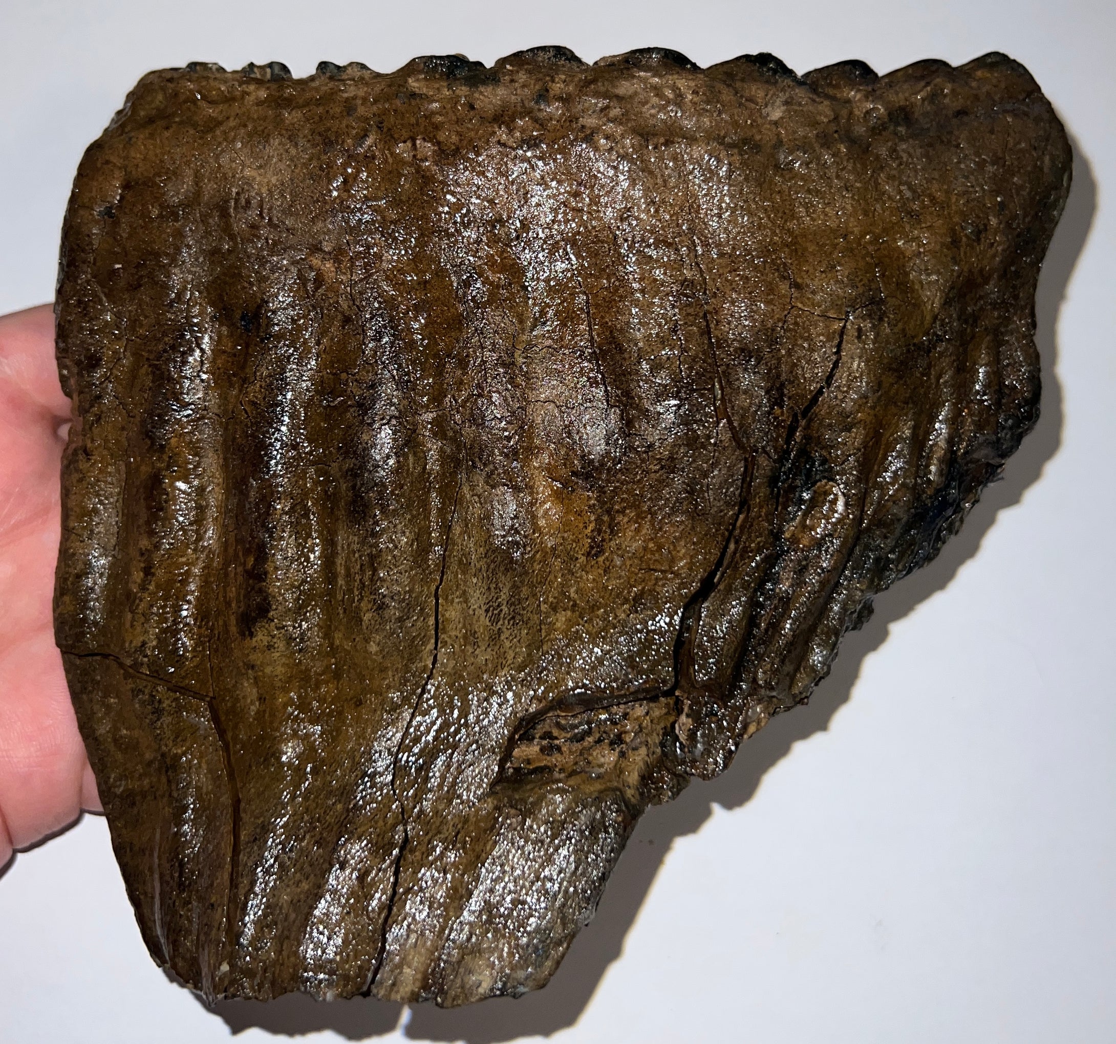 Ice Age Fossil Woolly Mammoth Molar 6.53 Inches from Siberia