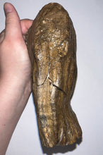 Load image into Gallery viewer, Ice Age Fossil Woolly Mammoth Molar 6.53 Inches from Siberia
