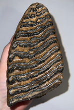 Load image into Gallery viewer, Ice Age Fossil Woolly Mammoth Molar 6.53 Inches from Siberia
