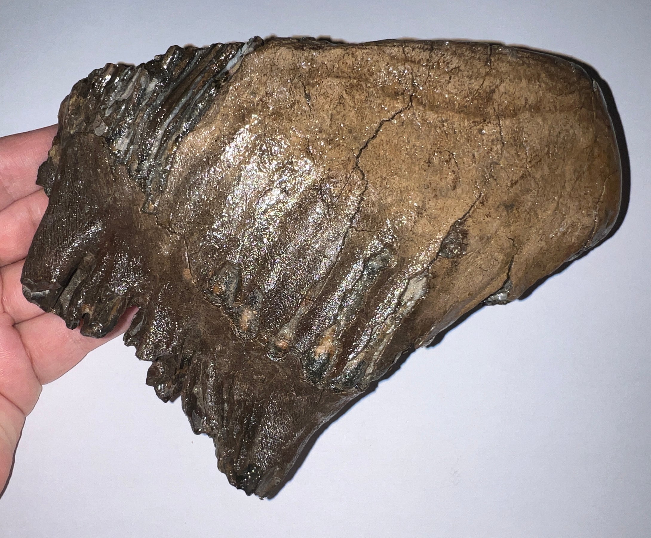 Large Ice Age Fossil Woolly Mammoth Molar 7.02 Inches from Siberia
