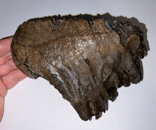 Load image into Gallery viewer, Large Ice Age Fossil Woolly Mammoth Molar 7.02 Inches from Siberia
