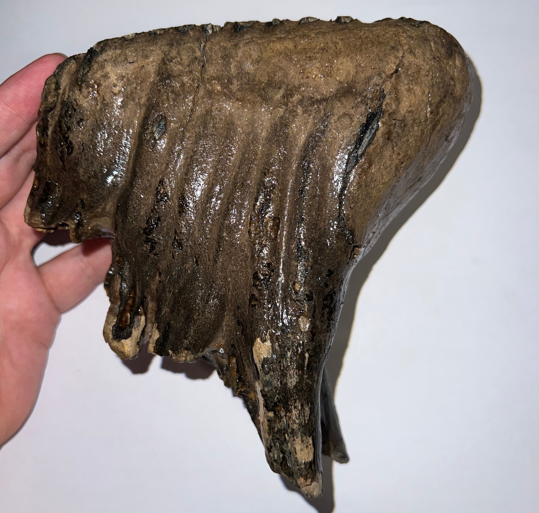 Ice Age Fossil Woolly Mammoth Molar 6.07 Inches from Siberia