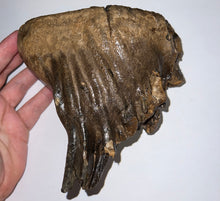 Load image into Gallery viewer, Ice Age Fossil Woolly Mammoth Molar 6.07 Inches from Siberia
