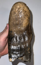 Load image into Gallery viewer, Ice Age Fossil Woolly Mammoth Molar 6.07 Inches from Siberia
