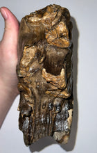Load image into Gallery viewer, Ice Age Fossil Woolly Mammoth Molar 6.07 Inches from Siberia
