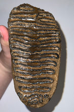 Load image into Gallery viewer, Ice Age Fossil Woolly Mammoth Molar 6.07 Inches from Siberia
