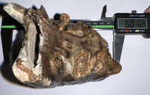 Load image into Gallery viewer, Ice Age Fossil Woolly Mammoth Molar 6.07 Inches from Siberia

