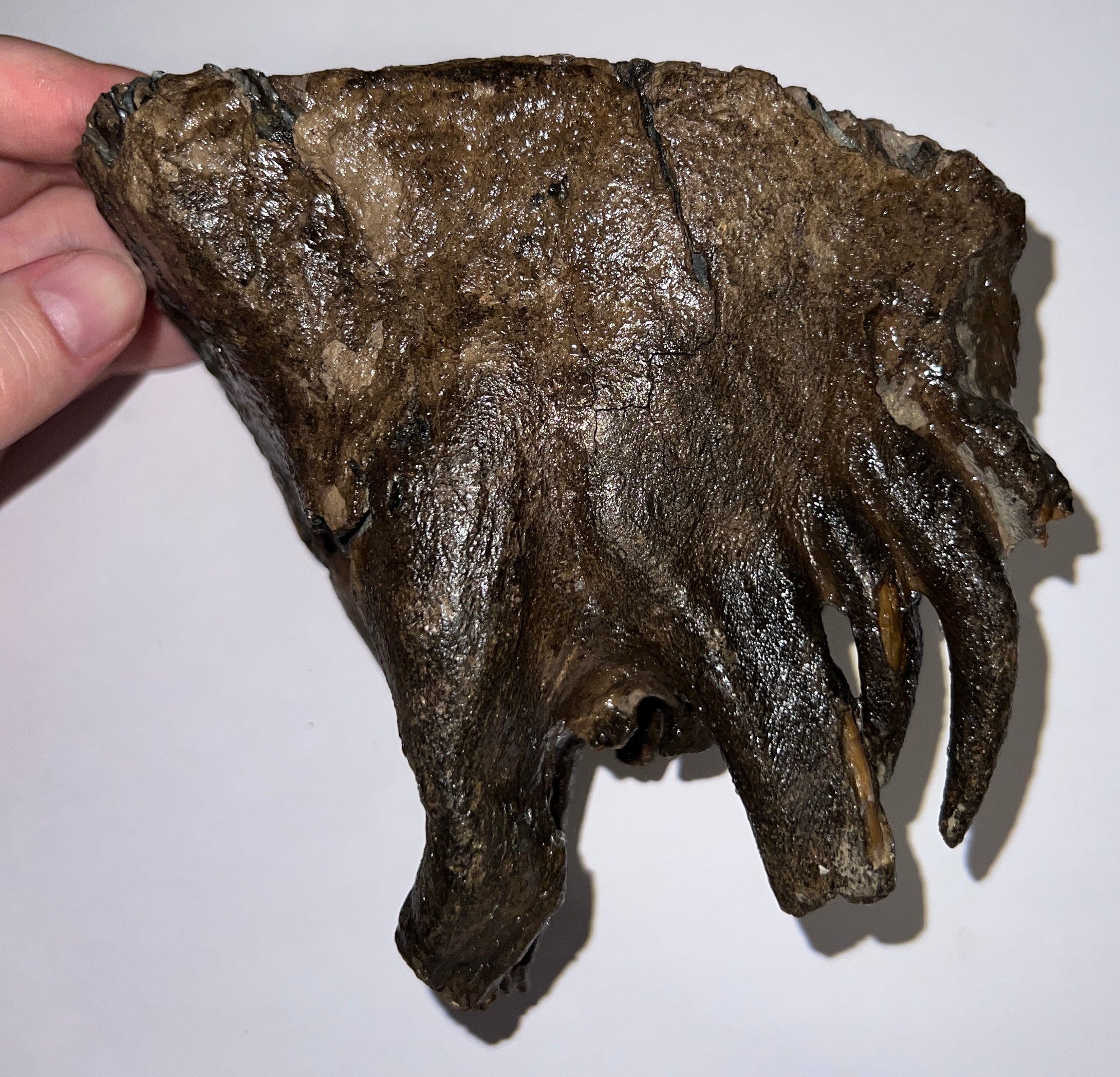 Ice Age Fossil Woolly Mammoth Molar 5.73 Inches from Siberia