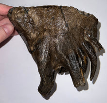 Load image into Gallery viewer, Ice Age Fossil Woolly Mammoth Molar 5.73 Inches from Siberia
