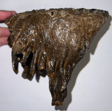 Load image into Gallery viewer, Ice Age Fossil Woolly Mammoth Molar 5.73 Inches from Siberia
