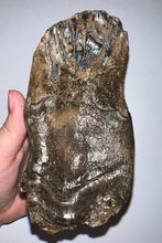 Load image into Gallery viewer, Ice Age Fossil Woolly Mammoth Molar 5.73 Inches from Siberia
