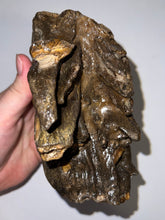 Load image into Gallery viewer, Ice Age Fossil Woolly Mammoth Molar 5.73 Inches from Siberia
