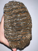Load image into Gallery viewer, Ice Age Fossil Woolly Mammoth Molar 5.73 Inches from Siberia
