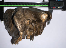 Load image into Gallery viewer, Ice Age Fossil Woolly Mammoth Molar 5.73 Inches from Siberia
