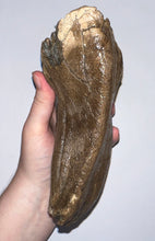 Load image into Gallery viewer, Large Ice Age Fossil Woolly Mammoth Molar 7.45 Inches from Siberia
