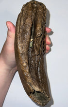 Load image into Gallery viewer, Large Ice Age Fossil Woolly Mammoth Molar 7.45 Inches from Siberia
