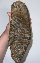 Load image into Gallery viewer, Large Ice Age Fossil Woolly Mammoth Molar 7.45 Inches from Siberia

