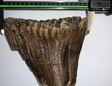 Load image into Gallery viewer, Large Ice Age Fossil Woolly Mammoth Molar 7.45 Inches from Siberia
