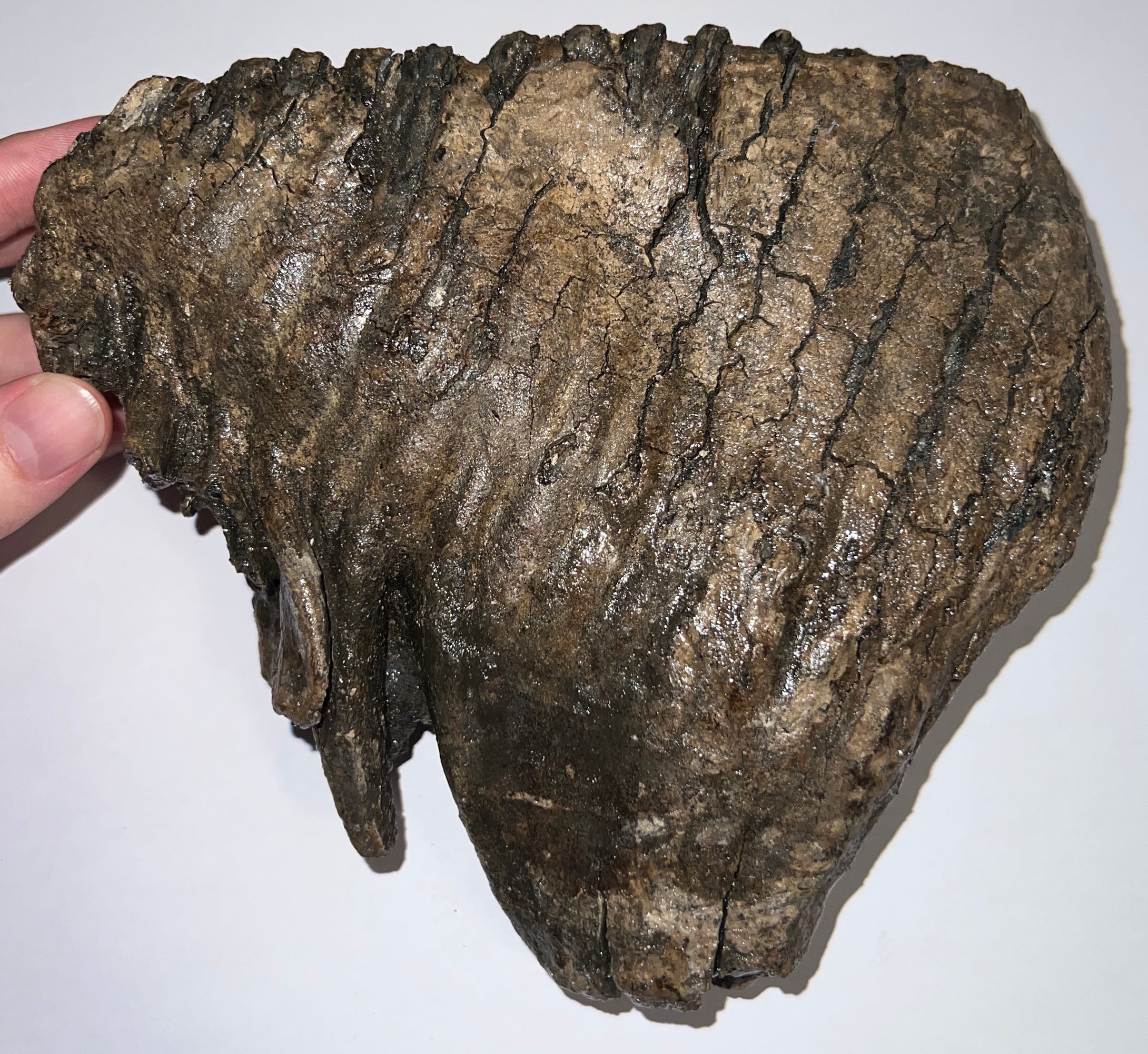 Large Ice Age Fossil Woolly Mammoth Molar 7.26 Inches from Siberia