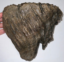 Load image into Gallery viewer, Large Ice Age Fossil Woolly Mammoth Molar 7.26 Inches from Siberia
