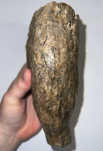 Load image into Gallery viewer, Large Ice Age Fossil Woolly Mammoth Molar 7.26 Inches from Siberia

