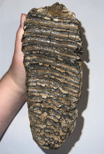 Load image into Gallery viewer, Large Ice Age Fossil Woolly Mammoth Molar 7.26 Inches from Siberia
