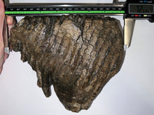 Load image into Gallery viewer, Large Ice Age Fossil Woolly Mammoth Molar 7.26 Inches from Siberia
