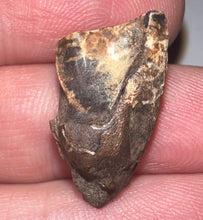 Load image into Gallery viewer, Framed Huge Triceratops type Ceratopsian Tooth .87 Inches
