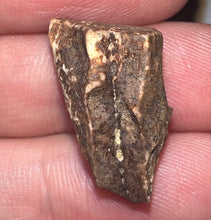 Load image into Gallery viewer, Framed Huge Triceratops type Ceratopsian Tooth .87 Inches
