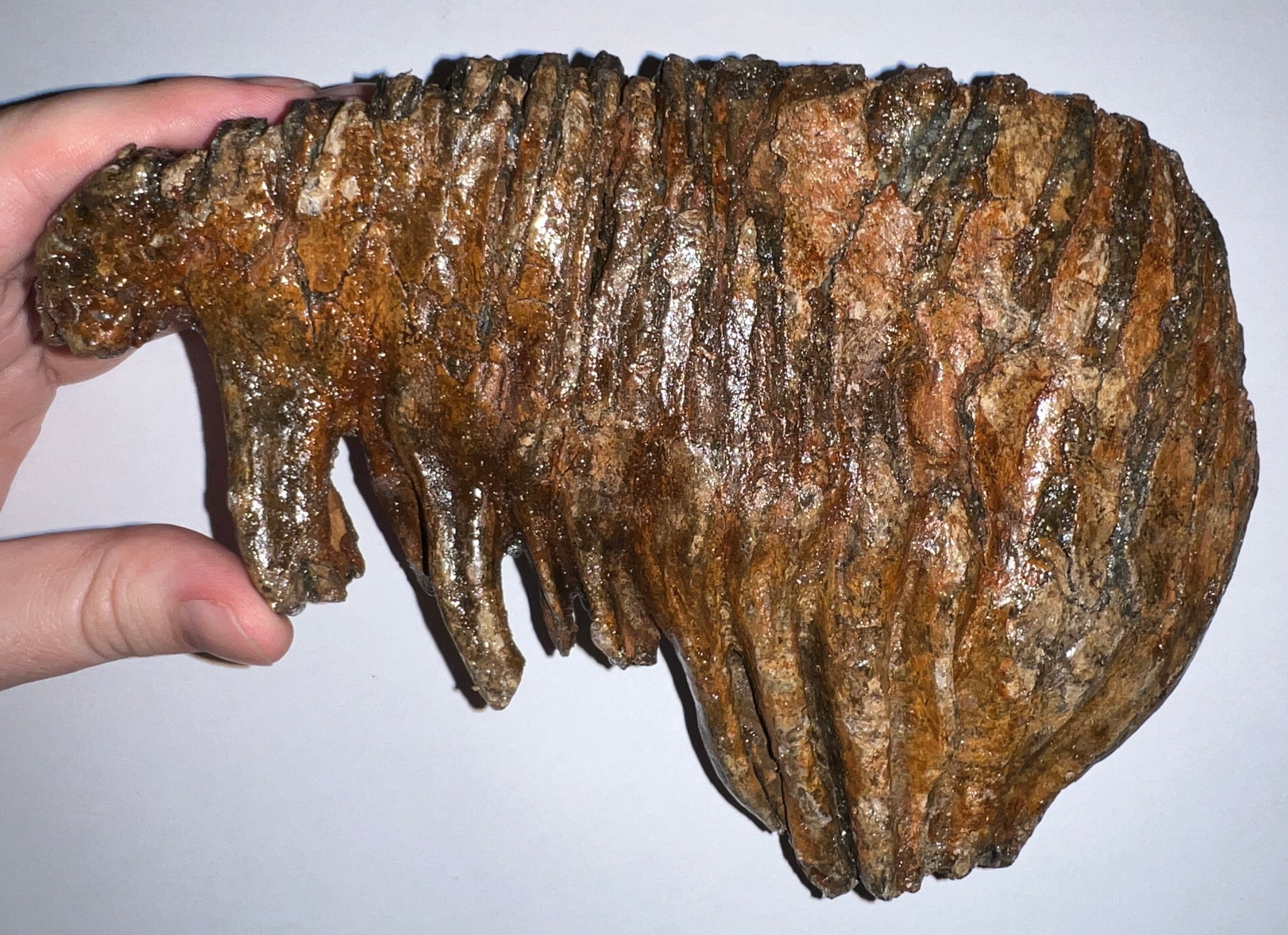 Huge Ice Age Fossil Woolly Mammoth Molar 8.25 Inches from Siberia
