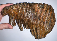 Load image into Gallery viewer, Huge Ice Age Fossil Woolly Mammoth Molar 8.25 Inches from Siberia
